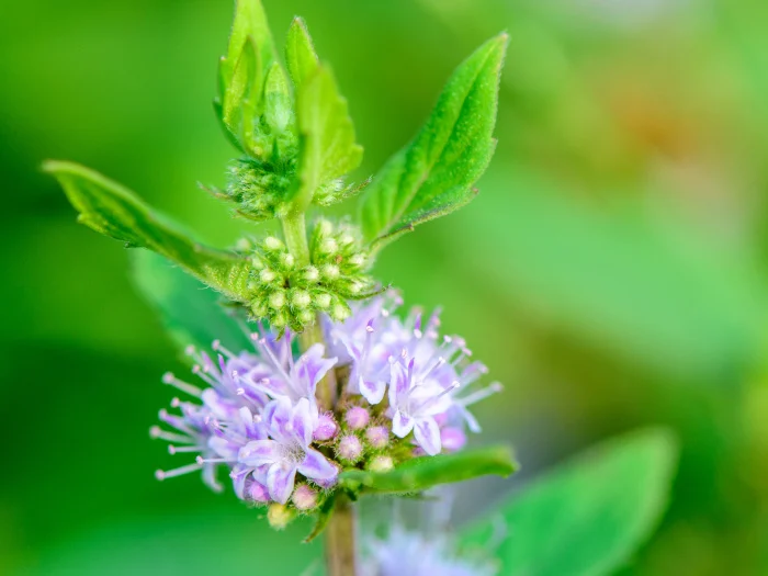 Japanese Mint